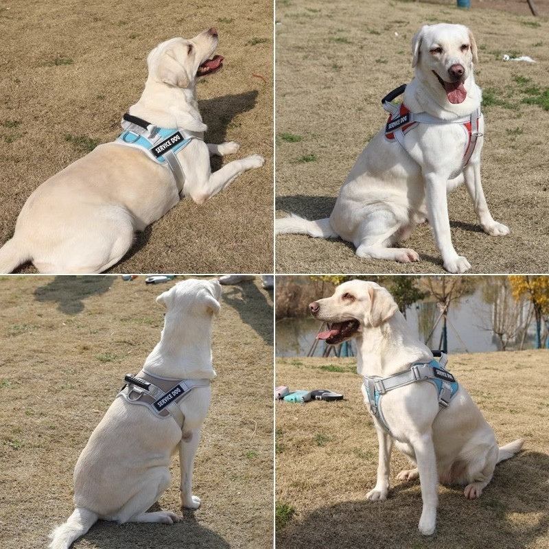 Laisse pour chien - corde de promenade rétractable 
